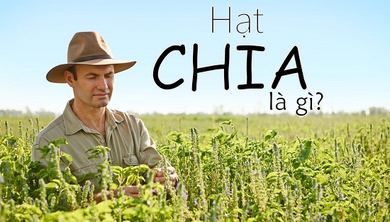 hạt chia chữa trị bệnh tiểu đường